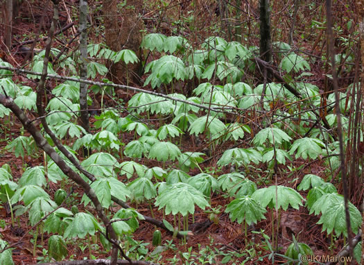 image of Podophyllum peltatum, May-apple, American Mandrake