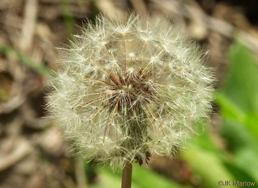 pappus