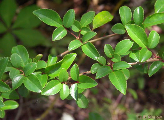 Rosa laevigata, Cherokee Rose