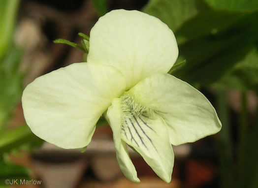 image of Viola striata, Pale Violet, Creamy Violet, Striped Cream Violet