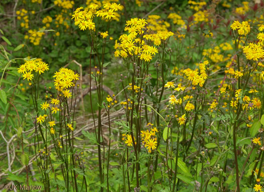 image of Packera aurea, Golden Ragwort, Heartleaf Ragwort, Golden Groundsel