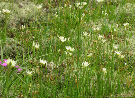 image of Nothoscordum bivalve, False Garlic, Grace Garlic