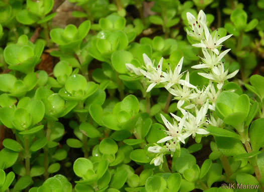 image of Sedum ternatum, Mountain Stonecrop, Whorled Stonecrop, Three-leaf Stonecrop