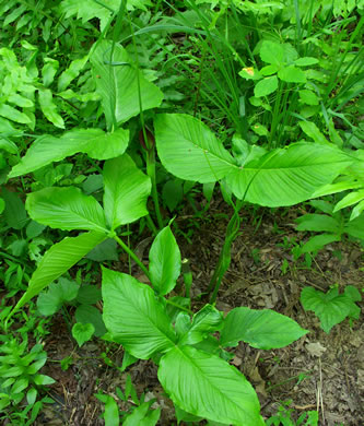 image of Pinellia tripartita, Green Dragon, Pinellia, Voodoo Lily