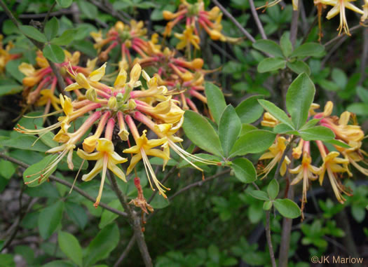 image of Rhododendron austrinum, Florida Flame Azalea, Yellow Azalea