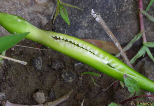 spathe