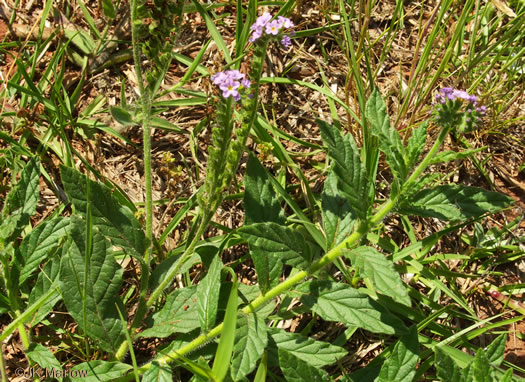 image of Heliotropium amplexicaule, Clasping Heliotrope, Violet Heliotrope