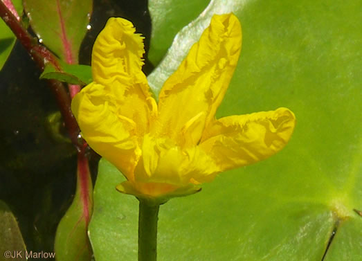 image of Nymphoides peltata, Yellow Floating Heart