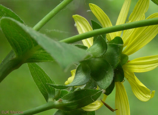 Silphium asteriscus var. asteriscus, Starry Rosinweed