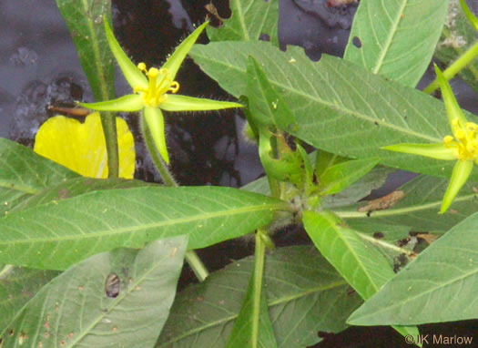 image of Ludwigia hexapetala, Common Water-primrose