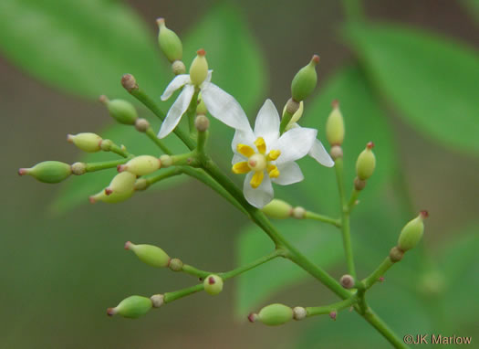 image of Nandina domestica, Nandina, Heavenly-bamboo, Sacred-bamboo