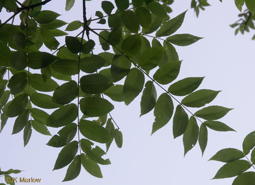 Black Walnut