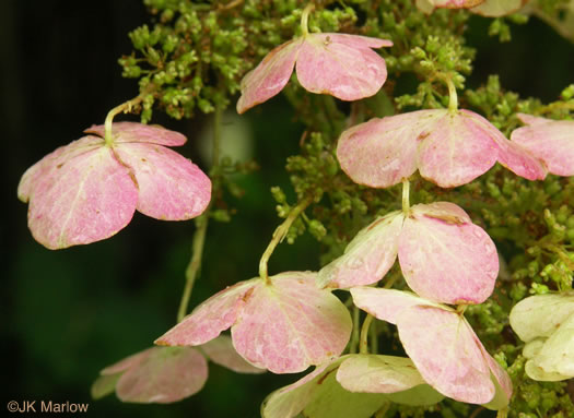 image of Hydrangea quercifolia, Oakleaf Hydrangea