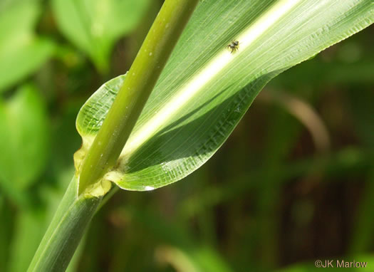 image of Sorghum halepense, Johnsongrass