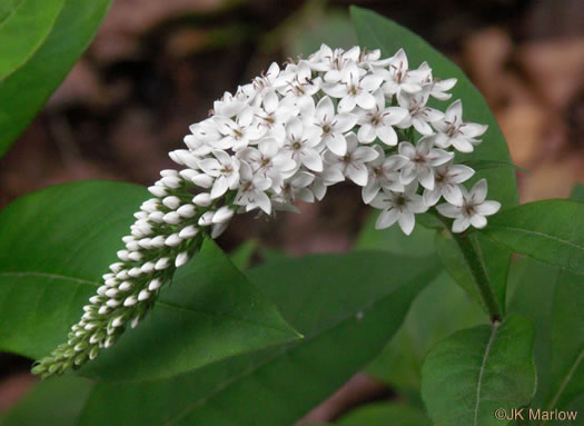 image of Lysimachia clethroides, Gooseneck Loosestrife