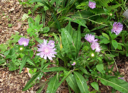 image of Stokesia laevis, Stokes Aster, Stokesia, Blue Stokesia