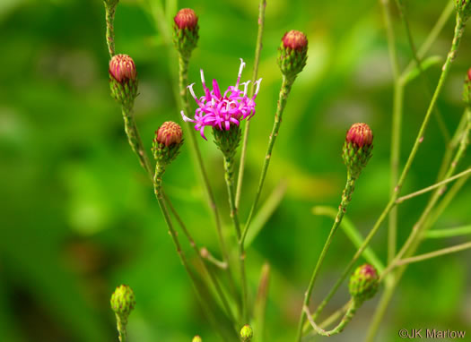 image of Vernonia angustifolia var. angustifolia, Narrowleaf Ironweed, Carolina Slender Ironweed, Carolina Sandhill Ironweed