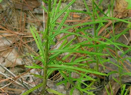 image of Vernonia angustifolia var. angustifolia, Narrowleaf Ironweed, Carolina Slender Ironweed, Carolina Sandhill Ironweed