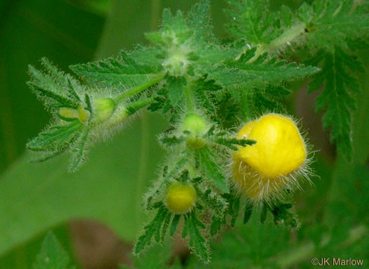 image of Aureolaria pectinata, Southern Oak-leach, Sticky False Foxglove, Combleaf Yellow False Foxglove