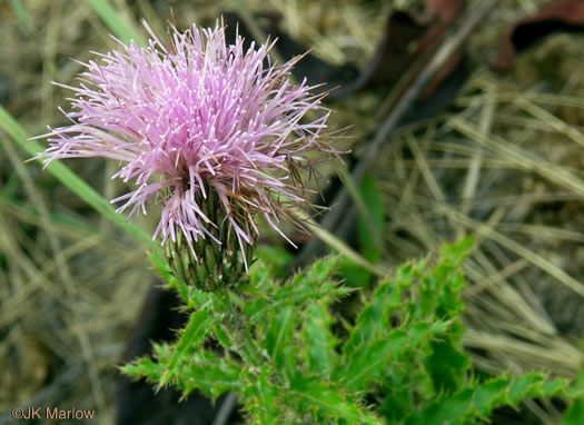 image of Cirsium repandum, Sandhill Thistle