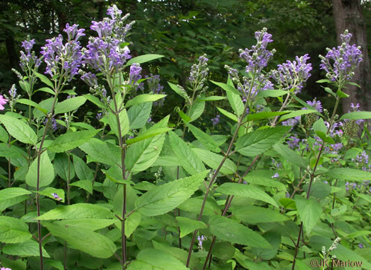 image of Scutellaria incana var. punctata, Hoary Skullcap, Downy Skullcap