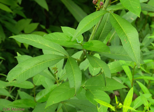 image of Coreopsis tripteris, Tall Coreopsis, Tall Tickseed, Threeleaf Tickseed