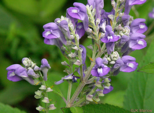 image of Scutellaria incana var. punctata, Hoary Skullcap, Downy Skullcap