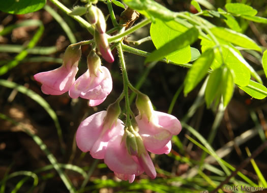 image of Robinia hispida var. rosea, Boynton's Locust