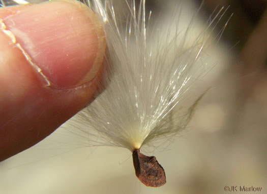 image of Matelea carolinensis, Carolina Spinypod, Climbing Milkweed, Climbing Milkvine, Maroon Carolina Milkvine