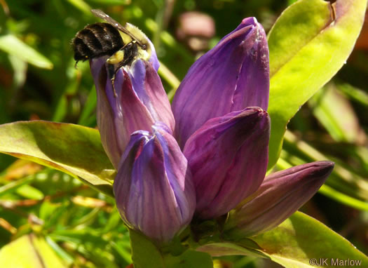 image of Gentiana latidens, Balsam Mountain Gentian