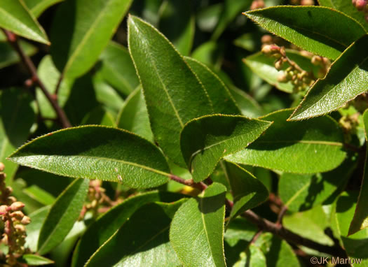 image of Pieris floribunda, Evergreen Mountain Fetterbush, Mountain Andromeda