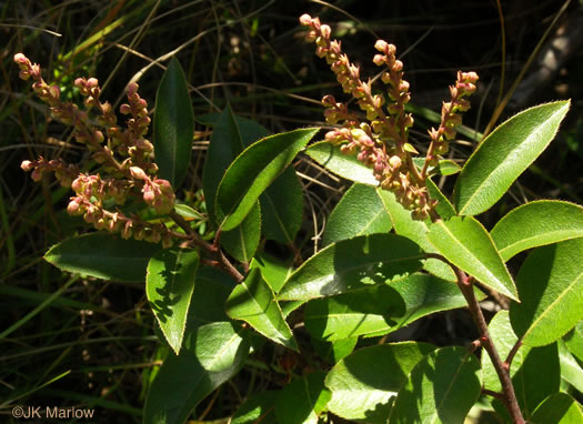 image of Pieris floribunda, Evergreen Mountain Fetterbush, Mountain Andromeda