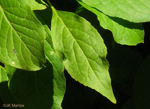 image of Ilex montana, Mountain Holly, Mountain Winterberry