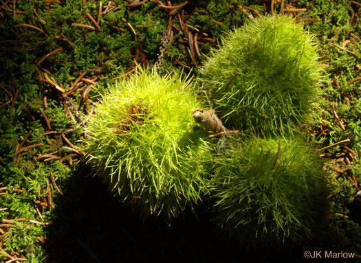 image of Castanea dentata, American Chestnut