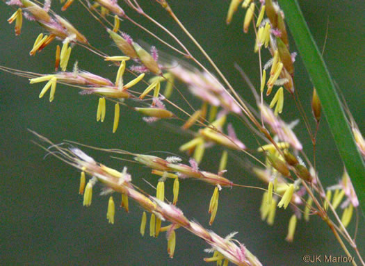 image of Sorghastrum nutans, Yellow Indiangrass, Prairie Indiangrass