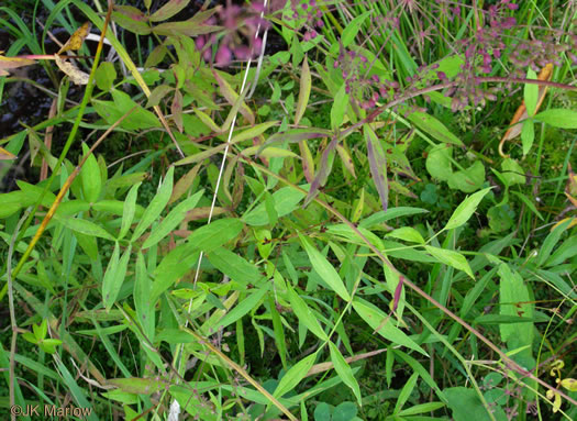 image of Oxypolis rigidior, Cowbane, Pig-potato, Stiff Cowbane