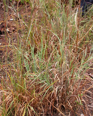 image of Andropogon capillipes, Dryland White Bluestem, Chalky Bluestem