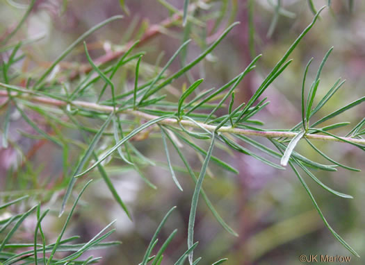 image of Eupatorium compositifolium, Coastal Dog-fennel, Yankeeweed