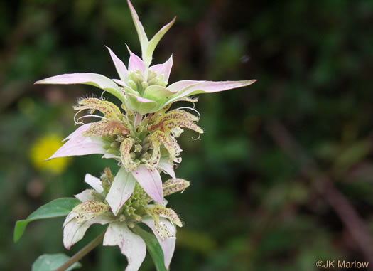 image of Monarda punctata var. punctata, Eastern Horsemint, Spotted Beebalm