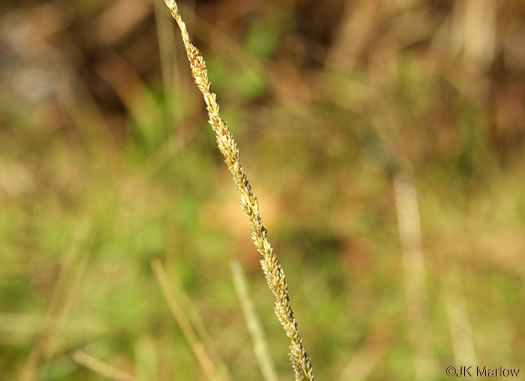 panicle