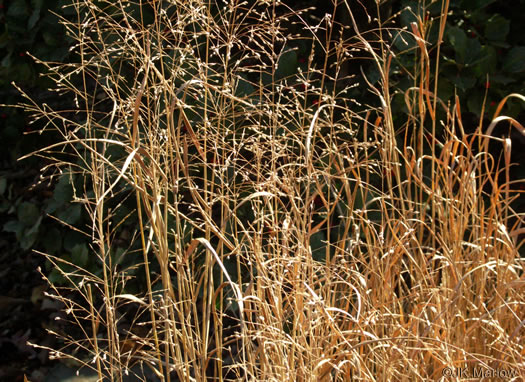 image of Panicum virgatum var. virgatum, Switchgrass, Prairie Switchgrass