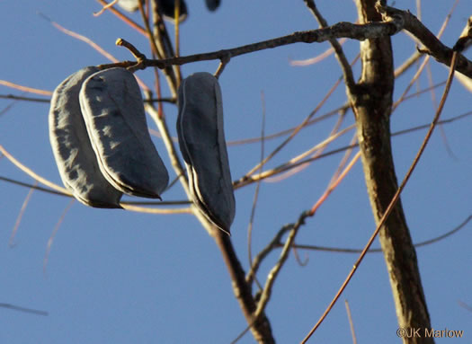 image of Gymnocladus dioicus, Kentucky Coffeetree, Kentucky Mahogany