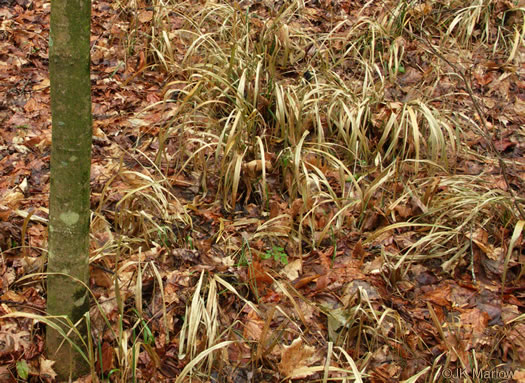 image of Chasmanthium sessiliflorum var. sessiliflorum, Longleaf Woodoats, Longleaf Spikegrass, Upland Oats