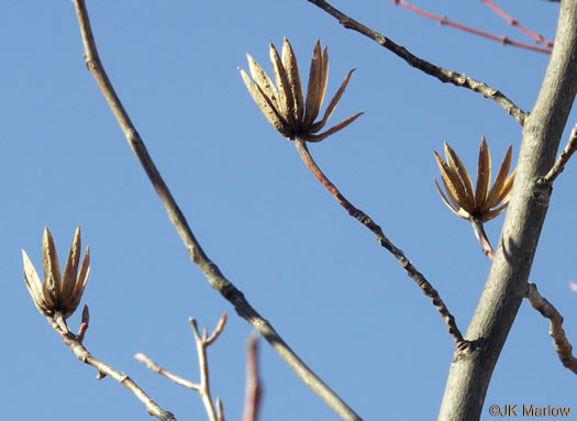 image of Liriodendron tulipifera var. tulipifera, Tulip-tree, Yellow Poplar, Whitewood