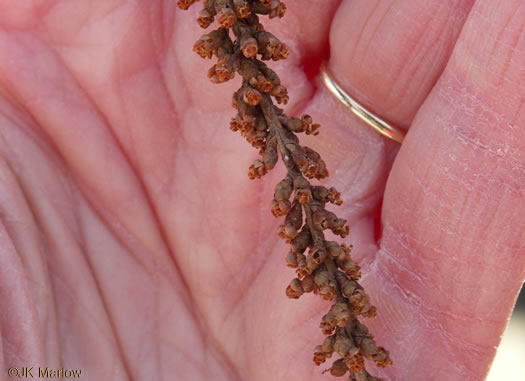 image of Taxodium distichum, Bald Cypress