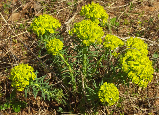 image of Euphorbia cyparissias, Cypress Spurge, Graveyard Spurge