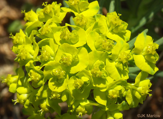 image of Euphorbia cyparissias, Cypress Spurge, Graveyard Spurge