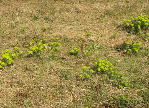 image of Euphorbia cyparissias, Cypress Spurge, Graveyard Spurge