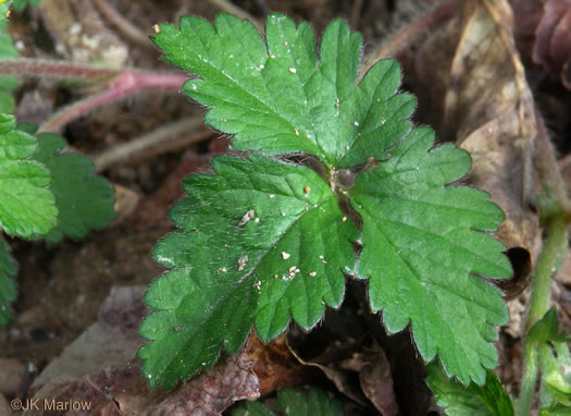 Potentilla indica, Indian Strawberry, Mock Strawberry