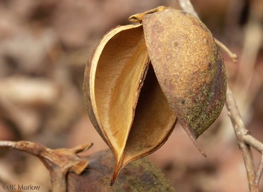 image of Paulownia tomentosa, Princess Tree, Empress Tree, Royal Paulownia